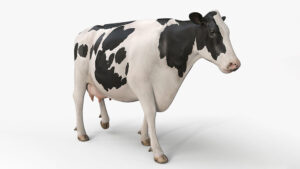 مدل سه بعدی گاو Cow Pro Holstein