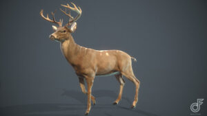 مدل سه بعدی گوزن White Tailed Deer