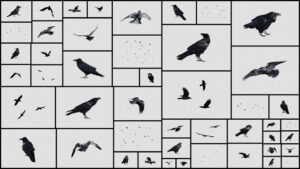مجموعه تصاویر کلاغ Crows Ravens