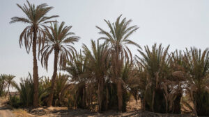 مجموعه تصاویر نخلستان بیابانی Desert Palm Grove