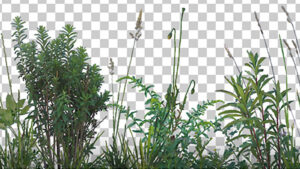 مجموعه تصاویر علف و گیاه Grass and Weeds