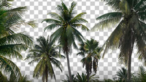 مجموعه تصاویر درختان نخل Palm Trees